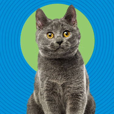 Totalcare - cat on a blue background